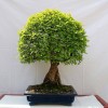 Cây cảnh bonsai đẹp - 332