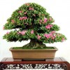 Cây cảnh bonsai đẹp - 337