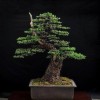 Cây cảnh bonsai đẹp - 34