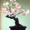 Cây cảnh bonsai đẹp - 353