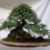 Cây cảnh bonsai đẹp - 355