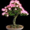 Cây cảnh bonsai đẹp - 356