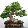 Cây cảnh bonsai đẹp - 36