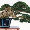 Cây cảnh bonsai đẹp - 364