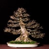 Cây cảnh bonsai đẹp - 370