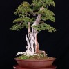 Cây cảnh bonsai đẹp - 382