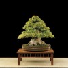 Cây cảnh bonsai đẹp - 383