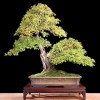 Cây cảnh bonsai đẹp - 386