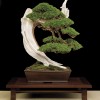 Cây cảnh bonsai đẹp - 387
