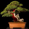 Cây cảnh bonsai đẹp - 392