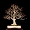 Cây cảnh bonsai đẹp - 396