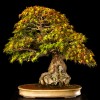 Cây cảnh bonsai đẹp - 397