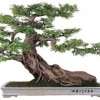 Cây cảnh bonsai đẹp - 4