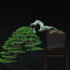 Cây cảnh bonsai đẹp - 44