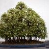 Cây cảnh bonsai đẹp - 46