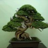 Cây cảnh bonsai đẹp - 47