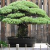 Cây cảnh bonsai đẹp - 5