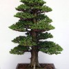 Cây cảnh bonsai đẹp - 52