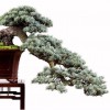 Cây cảnh bonsai đẹp - 53