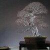 Cây cảnh bonsai đẹp - 54