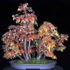 Cây cảnh bonsai đẹp - 55