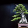Cây cảnh bonsai đẹp - 57