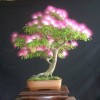 Cây cảnh bonsai đẹp - 6