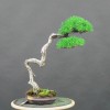 Cây cảnh bonsai đẹp - 63
