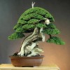 Cây cảnh bonsai đẹp - 64