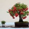 Cây cảnh bonsai đẹp - 69