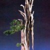 Cây cảnh bonsai đẹp - 70
