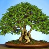 Cây cảnh bonsai đẹp - 82