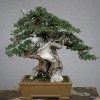 Cây cảnh bonsai đẹp - 85