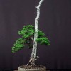 Cây cảnh bonsai đẹp - 86