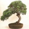 Cây cảnh bonsai đẹp - 94