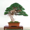 Cây cảnh bonsai đẹp - 97