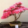 Cây cảnh bonsai đẹp - 98