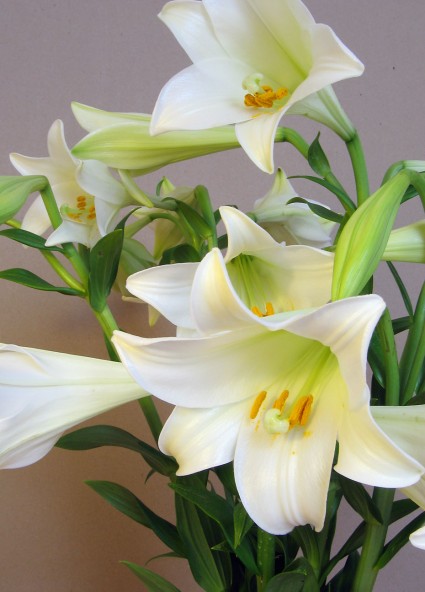 Hoa loa kèn,huệ tây,hoa huệ tây,hoa bách hợp,ý nghĩa hoa loa kèn,truyền thuyết hoa loa kèn,Lilium longiflorum,Lilium,Hoa loa kèn
