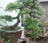 Cần thăng,cây cần thăng,cay can thang,Feoniella lucida,cây bonsai,Cần thăng