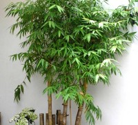 Cây tre,bộ Hòa thảo,phân họ Tre,tông Tre,Bambuseae,bamboo,cây phong thủy,cây ngoại thất,cây ngày Tết,tác dụng của cây tre,Cây tre