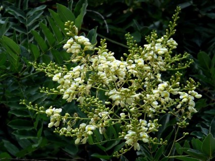 Cây hòe,hoa hòe,cây ngày tết,Styphnolobium japonicum,Sophora japonica,ý nghĩa của hoa hòe,tác dụng của hoa hòe,họ đậu,Fabaceae,Cây hòe