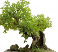 Cây sung,ưu đàm thụ,tụ quả dong,ficus racemosa,ficus,ficus glomerata,udumbara,họ dâu tằm,moraceae,bonsai,cây sung bonsai,cay canh dep,Cây sung