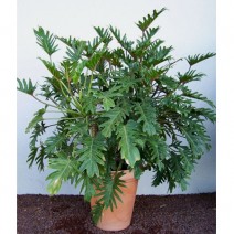 Trầu bà tay phật ( Philodendron selloum )