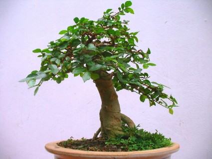 cây duối,cây duối bonsai,cây nội thất,Streblus asper,Cây duối
