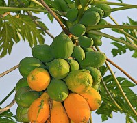 Đu đủ,cây đu đủ,du du,quả đu đủ,Carica papaya,Caricaceae,cây ngày Tết,cây ăn quả,quả đu đủ,đu đủ chín,Đu đủ
