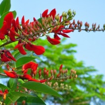 Cây Osaka đỏ - Muồng hoa đỏ