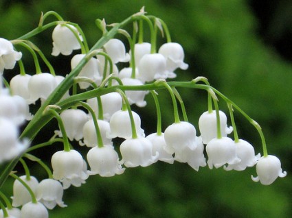 Hoa linh lan,linh lan,lan chuông,hoa lan chuông,Convallaria majalis,Convallaria,Ruscaceae,Our Lady's tears,truyền thuyết hoa linh lan,lily of the valley,May Lily,Hoa Linh Lan