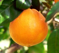 Cây cam,cam,quả cam,cam chanh,cam sành,Citrus sinensis,Orange,cây ăn quả,Cây Cam