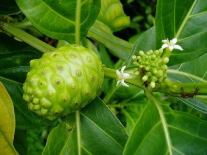 Cây nhàu,Morinda Citrifolia L.,họ Cà phê,Rubiaceae,Cây nhàu