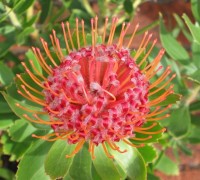 Leucospermum,quắn hoa,Proteaceae,Leucospermum (Quắn hoa)